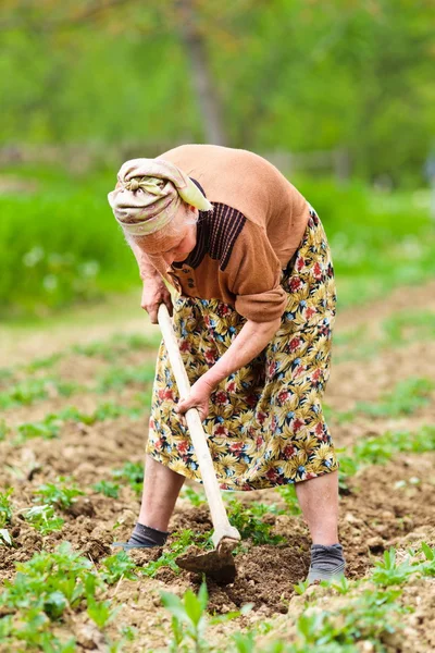 Старая сельская женщина работает на земле — стоковое фото