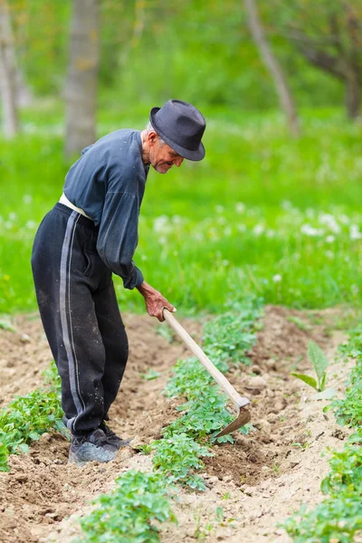 Vieil agriculteur travaillant la terre — Photo