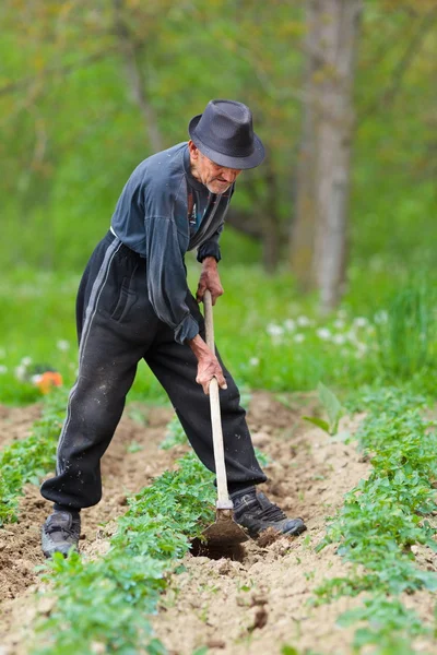 老农民在土地上耕耘 — 图库照片