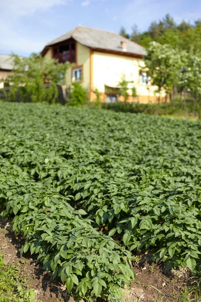 Potato field with house in the background — Stock Photo, Image