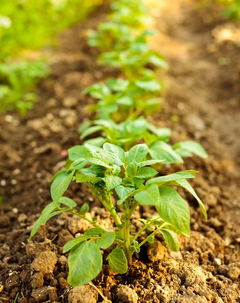 Rij van aardappelen in een tuin — Stockfoto