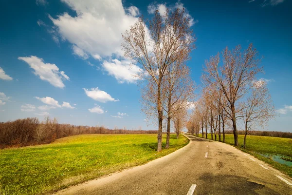 Estrada vazia entre árvores — Fotografia de Stock