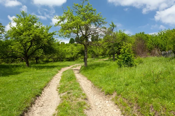 Landscape with empty road through forest — Stock Photo, Image