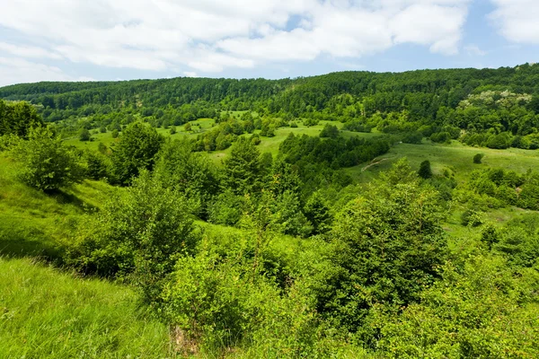 Пейзаж з лісом під блакитним небом — стокове фото