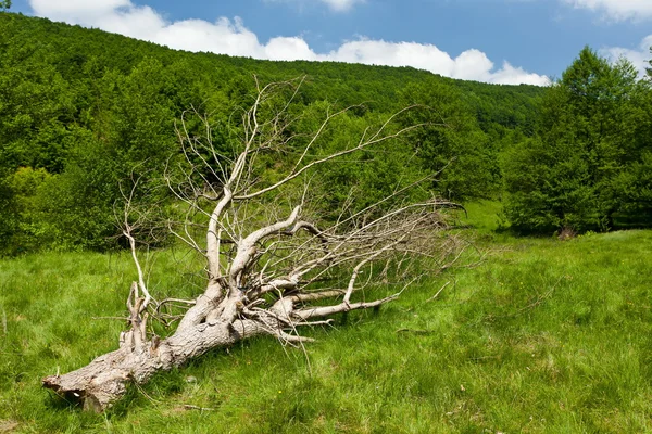 Πεσμένο δέντρο σε ένα λιβάδι — Φωτογραφία Αρχείου
