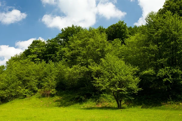 Paesaggio con foresta sotto il cielo blu — Foto Stock