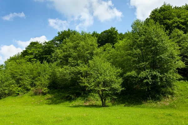 Пейзаж с лесом под голубым небом — стоковое фото