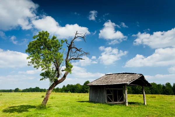 Wooden cabin and tree — Stock Photo, Image
