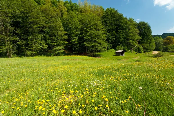 Landschap met bos onder de blauwe hemel — Stockfoto