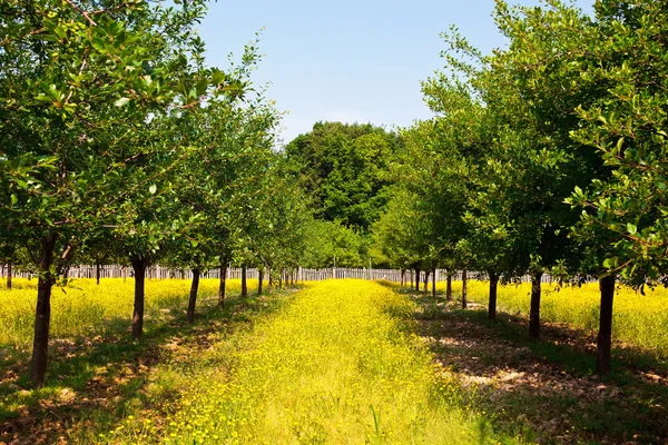 Szilva fák egy gyümölcsös — Stock Fotó