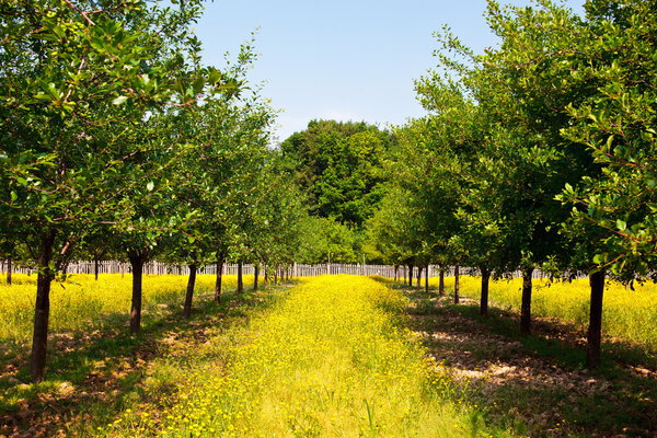 Plum trees in an orchard