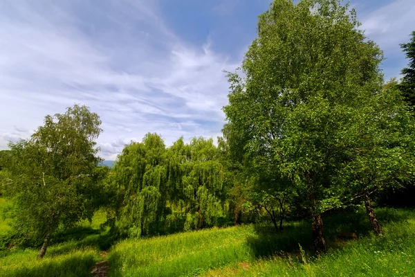 Пейзаж с деревьями — стоковое фото