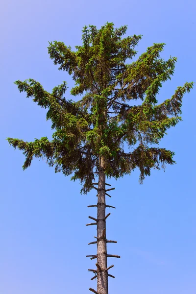 Pine tree with stripped branches — Stock Photo, Image
