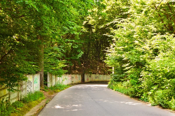 stock image Road through forest