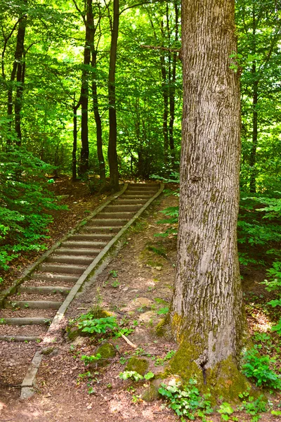 Escaleras a través del bosque — Foto de Stock