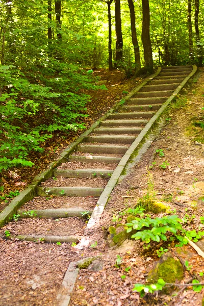 Stairs through forest — Stock Photo, Image