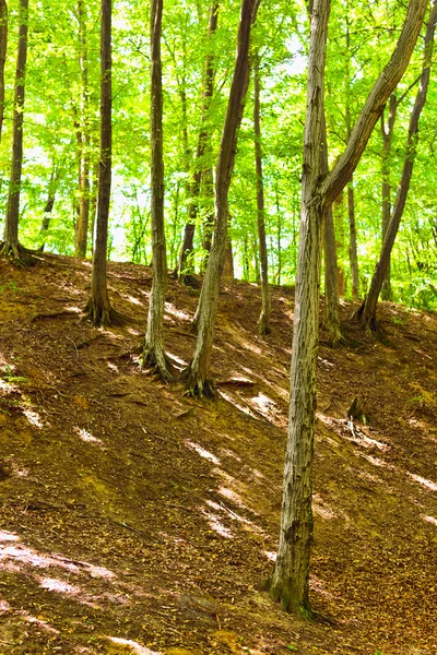Elvarázsolt erdő — Stock Fotó