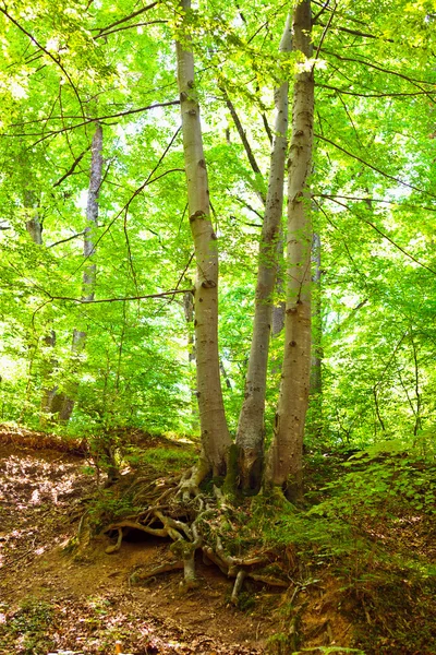 Bosque encantado — Foto de Stock