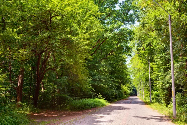 Estrada através da floresta — Fotografia de Stock