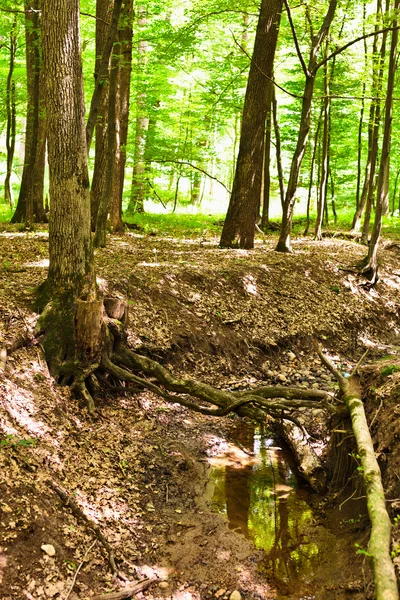 마법에 걸린된 숲 — 스톡 사진