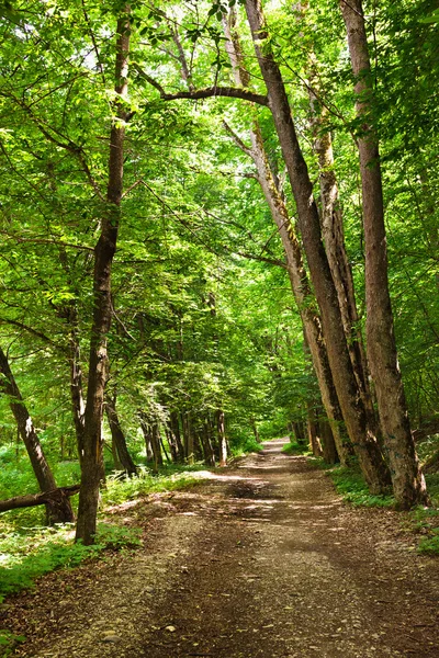마법에 걸린된 숲 — 스톡 사진