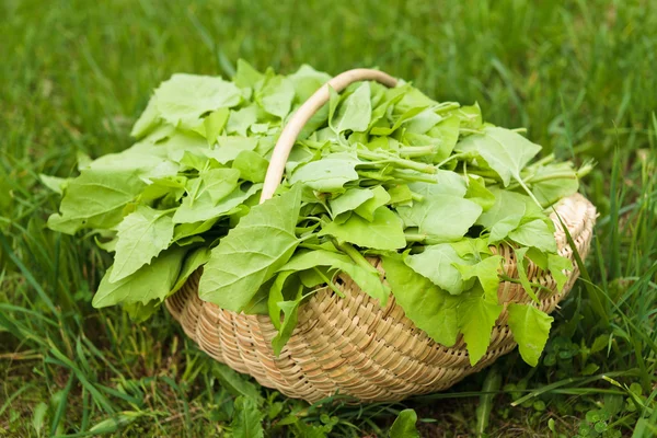 Basket with lettuce in grass — Stock Photo, Image