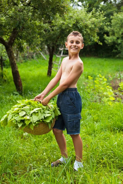 Pojke med en korg med sallad — Stockfoto