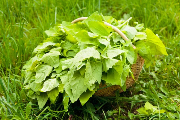 Koš s salát v trávě — Stock fotografie