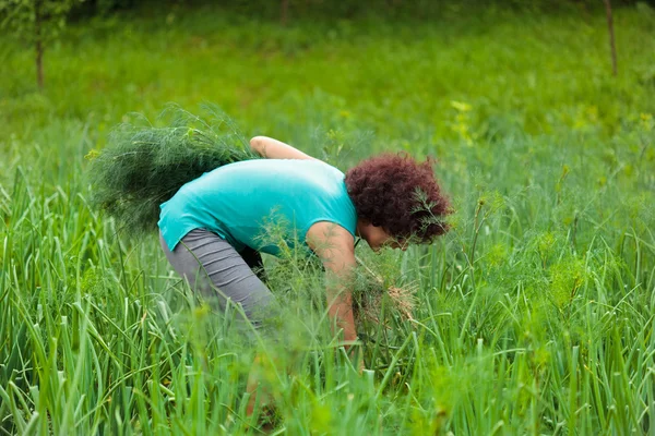 Young woman harvesting dill — Stock Photo, Image