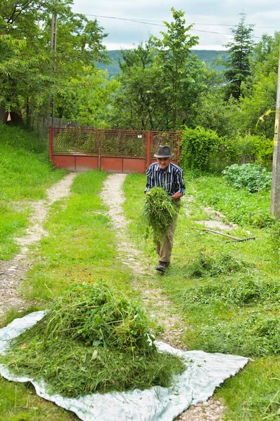 Velho homem rural colhendo grama para animais — Fotografia de Stock