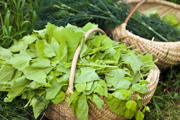 Basket with lettuce in grass — Stock Photo, Image
