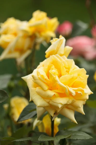 Bush of yellow roses — Stock Photo, Image