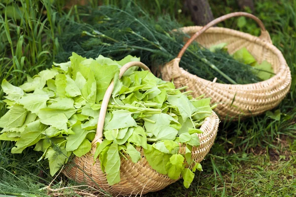 Корзина с салатом в траве — стоковое фото