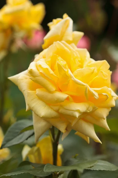 Bush di rose gialle — Foto Stock