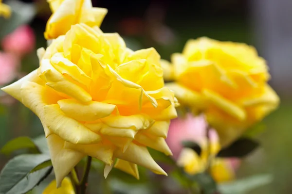 Arbusto de rosas amarelas — Fotografia de Stock
