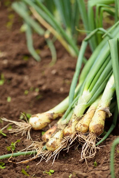 Freshly picked onions on ground — Stock Photo, Image
