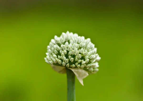 Closeup of onion seeds — Stock Photo, Image