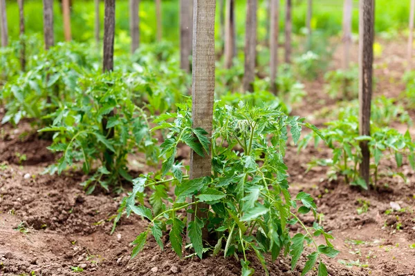 Tomatplantor i en trädgård — Stockfoto