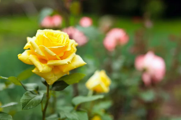 Bush of yellow roses — Stock Photo, Image