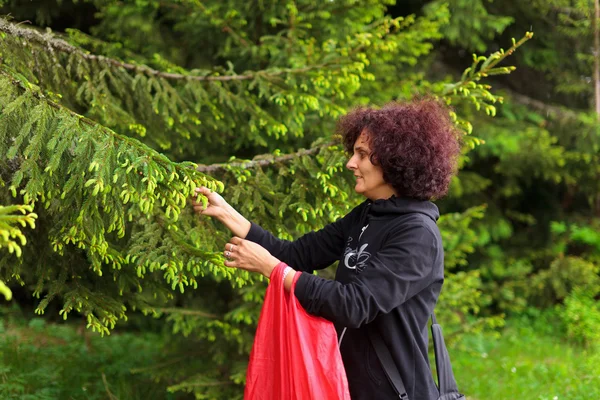 女性 fir の芽を摘み — ストック写真