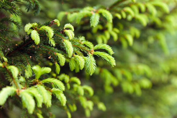 Fir buds macro