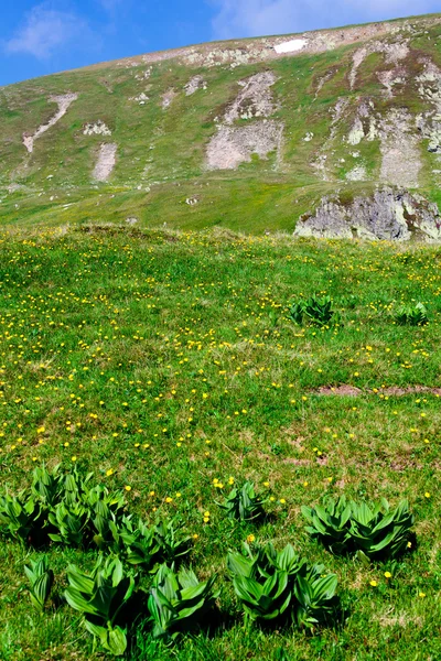 Луг под вершиной Иезер гор Паран в Румынии — стоковое фото
