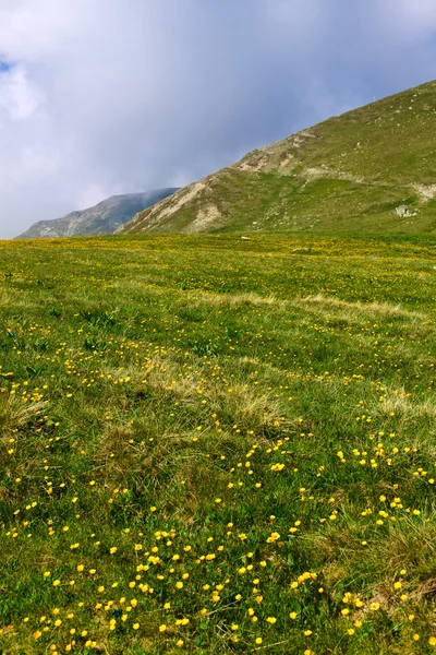 Weide onder iezer piek van parang bergen in Roemenië — Stockfoto