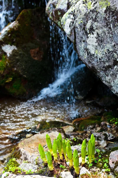 stock image Mountain flower buds near a creek