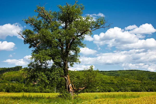 Ενιαίο δέντρο σε έναν τομέα σίτου — Φωτογραφία Αρχείου