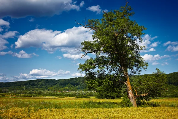 Singolo albero in un campo di grano — Foto Stock