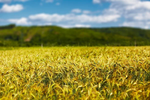 Поле пшениці з селективним фокусом — стокове фото