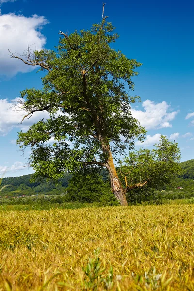 Single tree in a wheat field — Stock Photo, Image