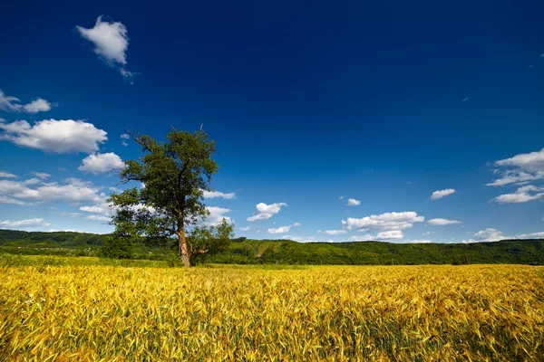 Un solo árbol en un campo de trigo — Foto de Stock