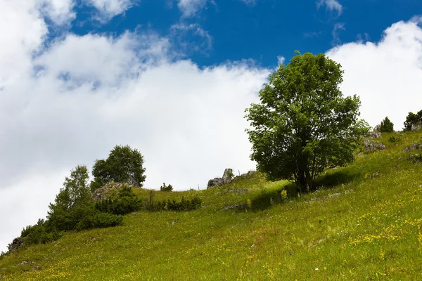 Albero su una collina — Foto Stock